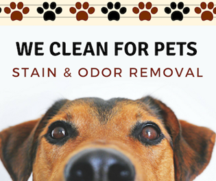 Chem-Dry Cleans for pets