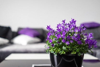 How to decorate with purple